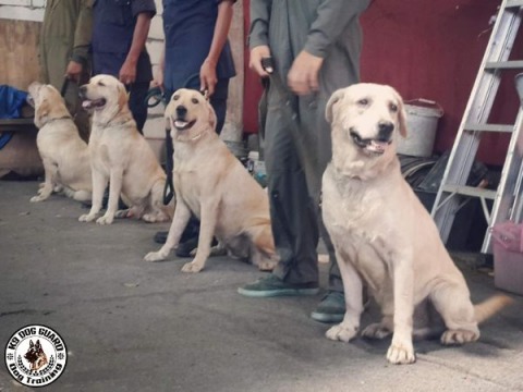 รับฝึกสุนัขปรับโปรแกรมให้เหมาะสม กับนิสัยและความต้องการของสุนัข